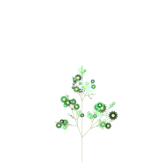 Orange Bittercress