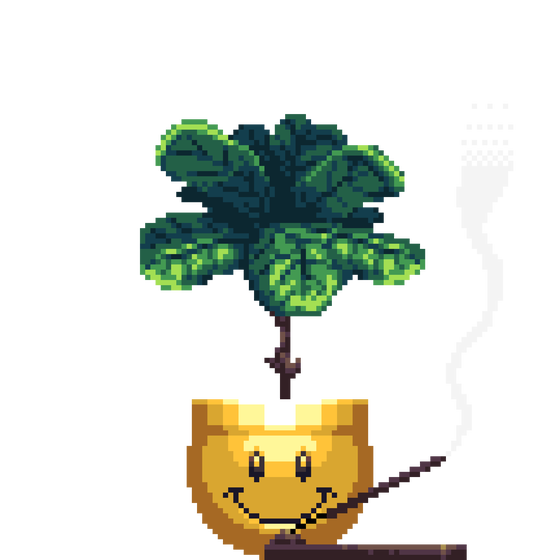 Fiddle-Leaf Fig in Smiley pot with Incense