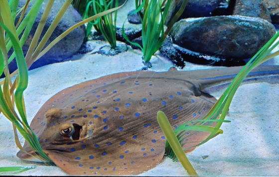 Dotted Stingray