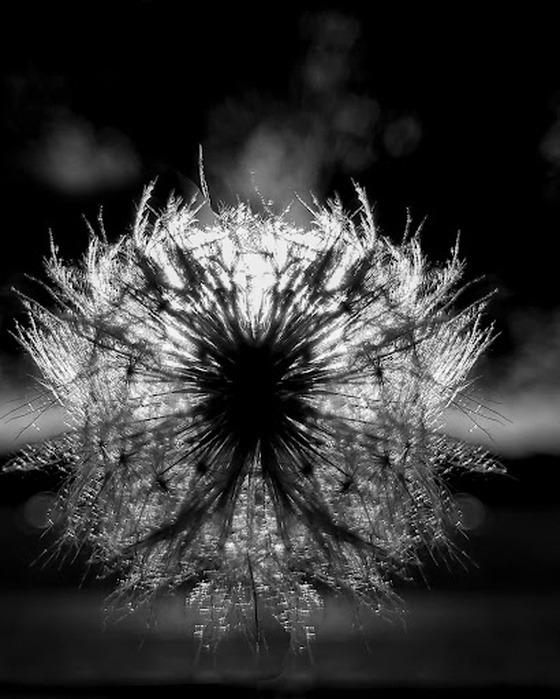 Dandelion #2