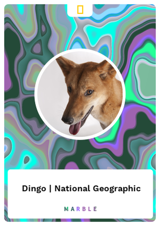 Dingo | National Geographic