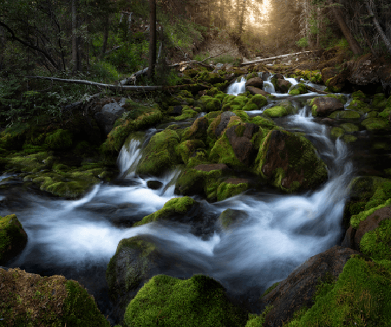 Enchanted Stream