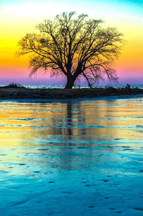 Rainbow Tree at Sunset by Kathryn Parent