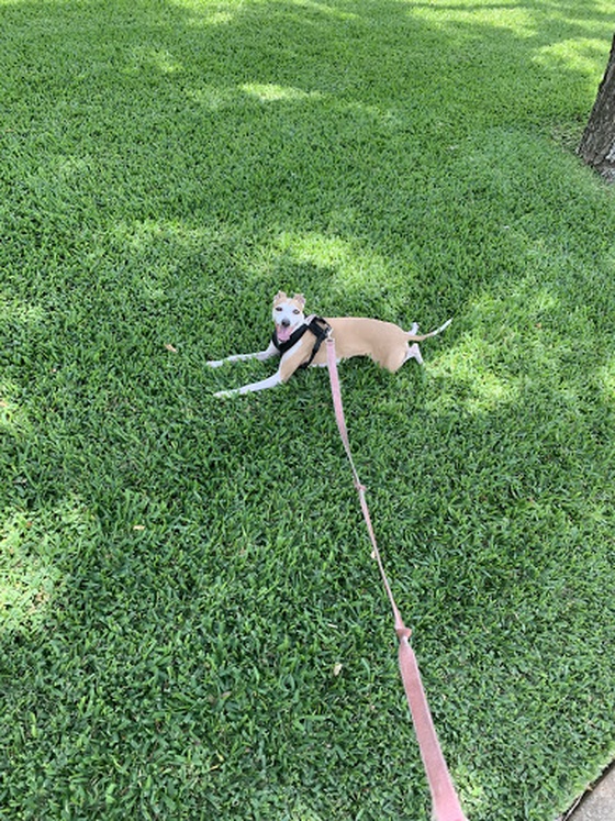 Hot dog on cool grass