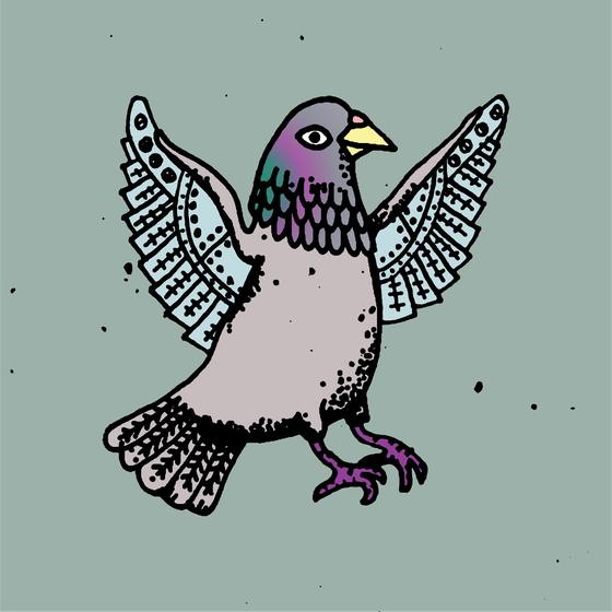 Hood Pigeon #1699