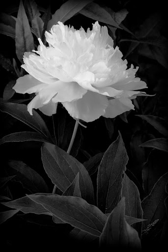 Measuring the Peony