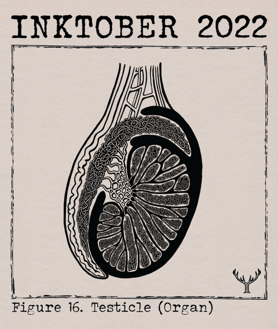 Figure 16. Testicle (Organ)