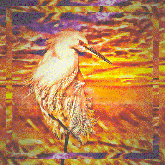 Egretta Sunset