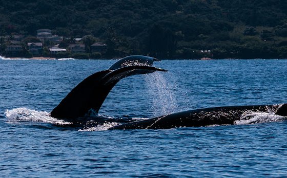 Under Water look Dolphins and Whales