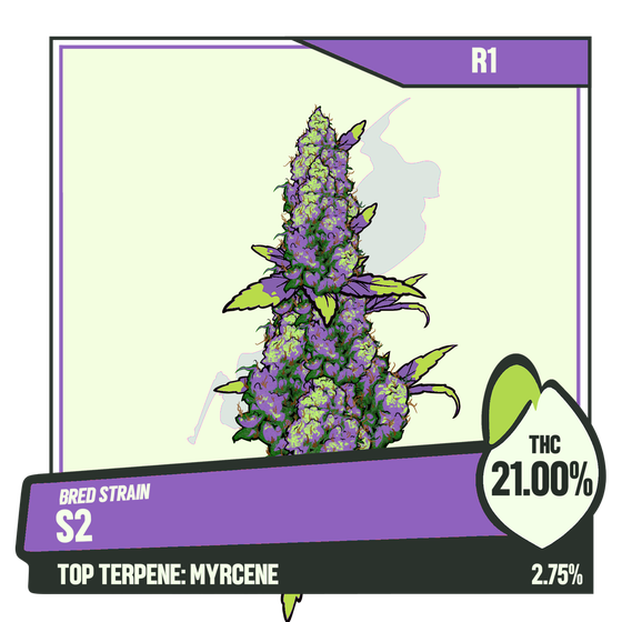 WEEDGANG.GAME - BRED STRAIN