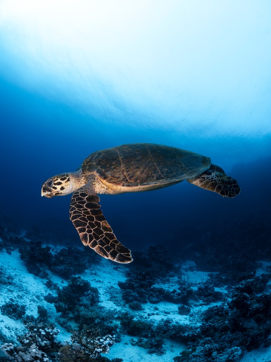 A Hawksbill Turtle #1