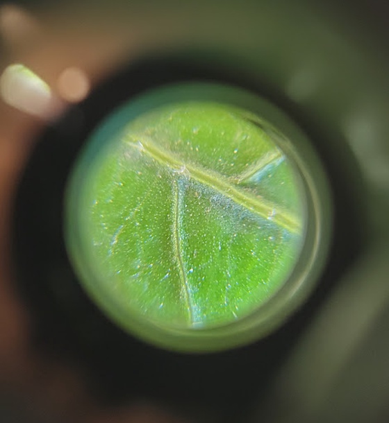 Leaf under a lens