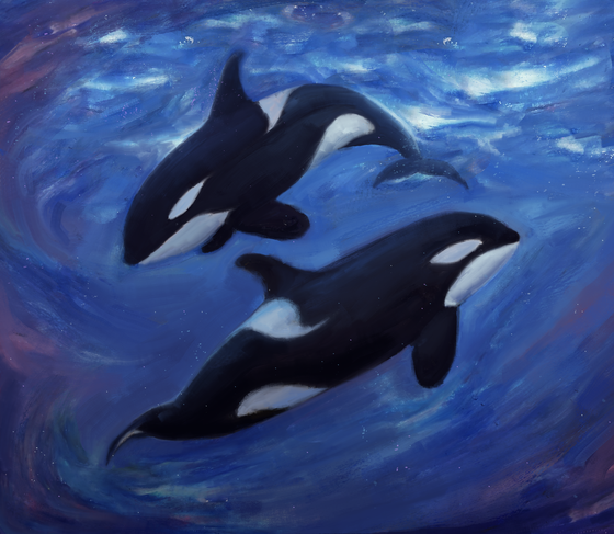 A Couple of Orcas