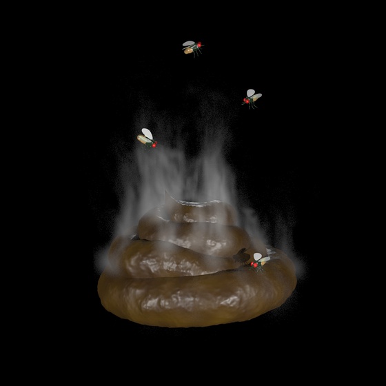 Poo