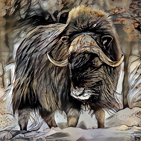 Musk Ox