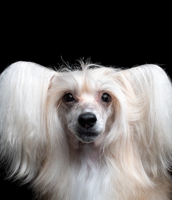 Chinese Crested Powderpuff #DA127