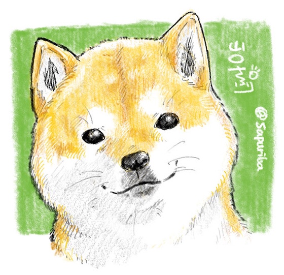 shiba dog