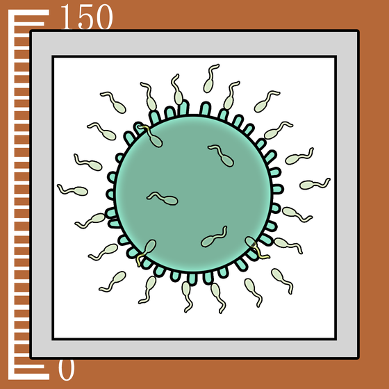 245