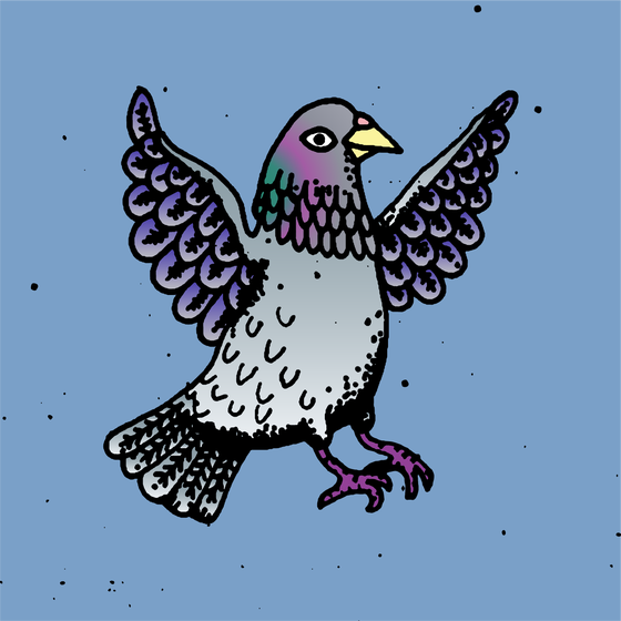 Hood Pigeon #2081