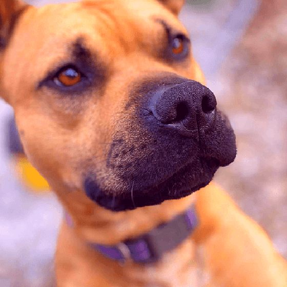 WetNose