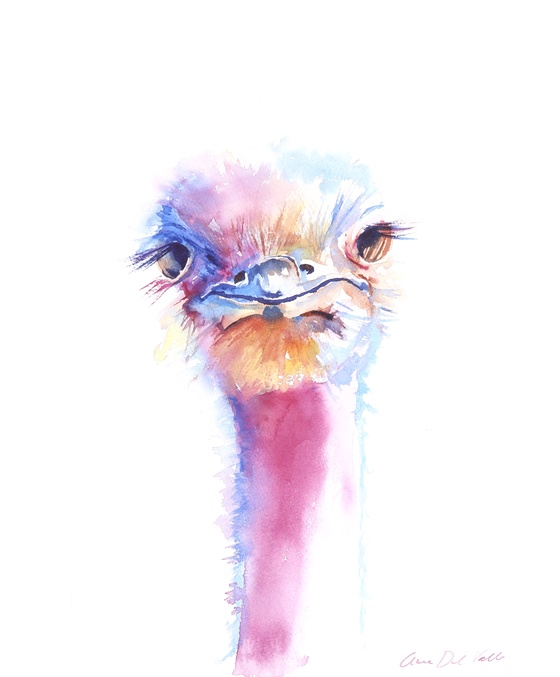 Southern Ostrich