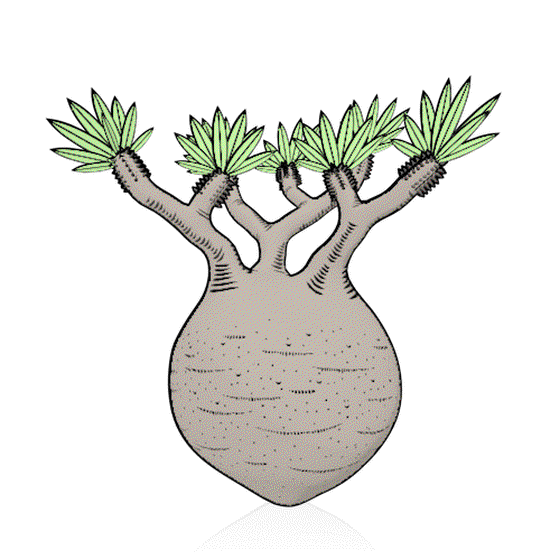 AK01A.Pachypodium Gracilius 3D #12