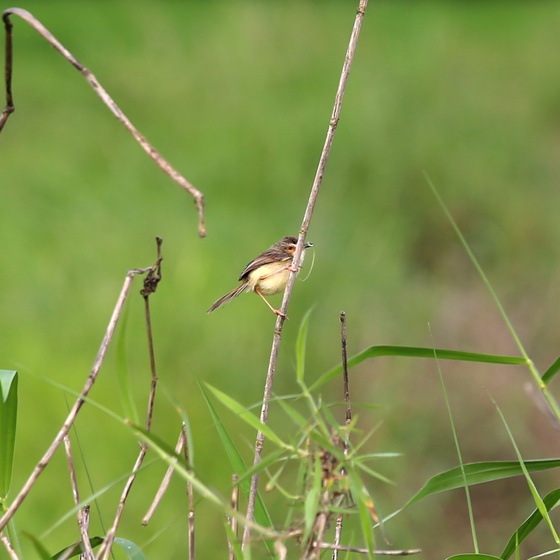 Bird Photos