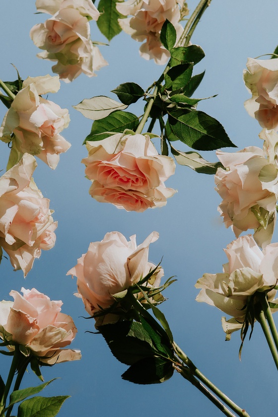 Looking Through the Roses