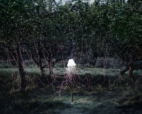 Back to Light - Apple Trees and LEDs, 2011