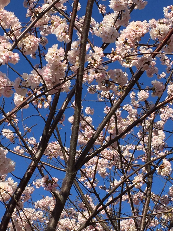 New York Cherry Blossoms