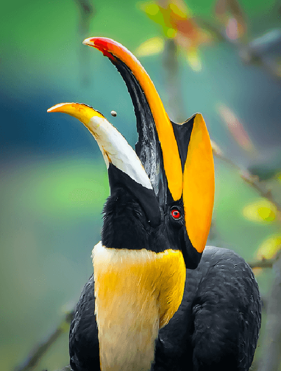 Great hornbill Toss