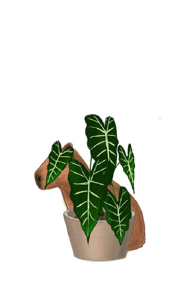 Where's the capybara(Green velvet alocasia)
