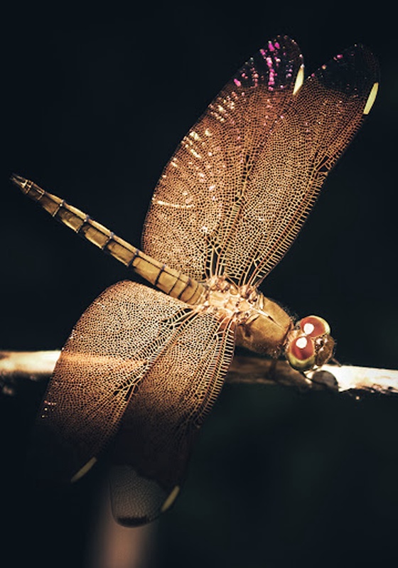 Golden Snitch