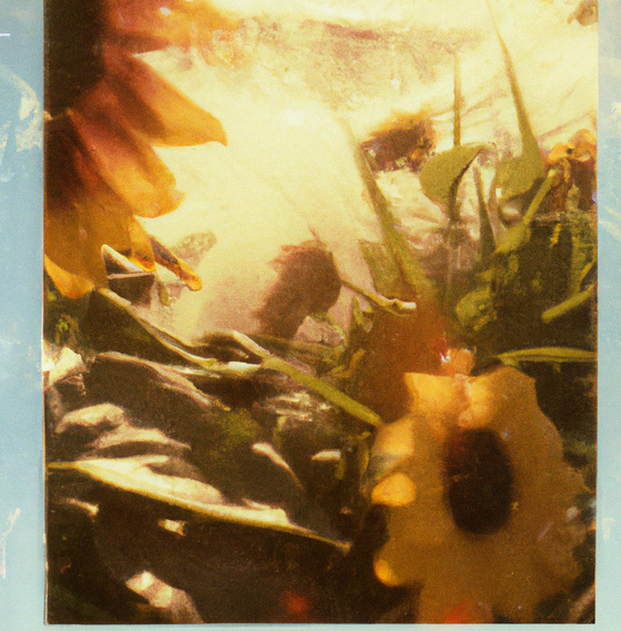 Tsunflower Chaos #54