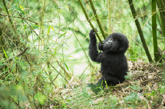 Mountain Gorilla #12