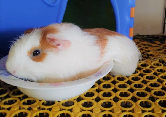 Fluffy Guinea Pig