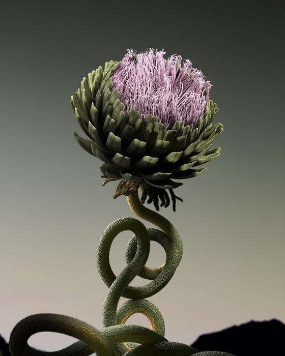 Cynara Serpentes