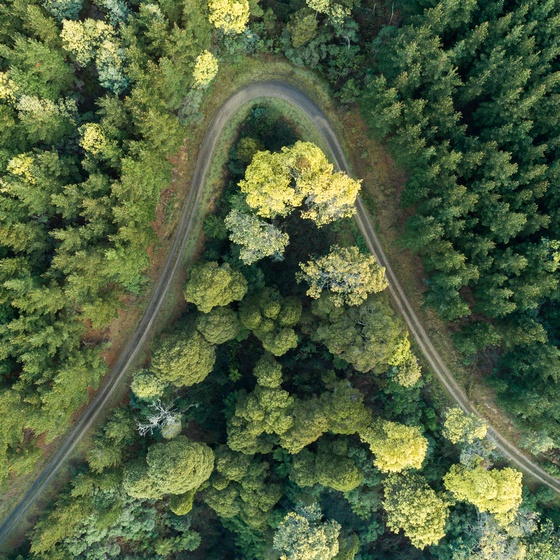 Forest Roller Coaster