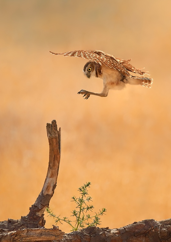 Cleared to Land by Hendro Soetrisno curated by NiftyMetaGirl