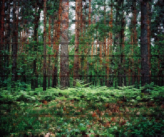 Forest, Hohen Neuendorf