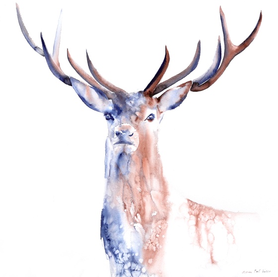 Red Deer Stag