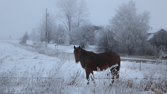 The Frozen Horse