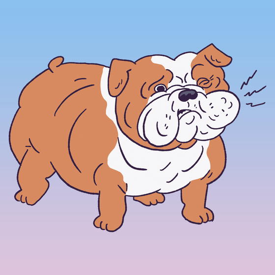 Bulldog #693