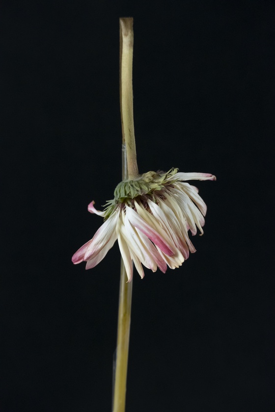 Gerbera