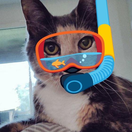 Aqua Cat