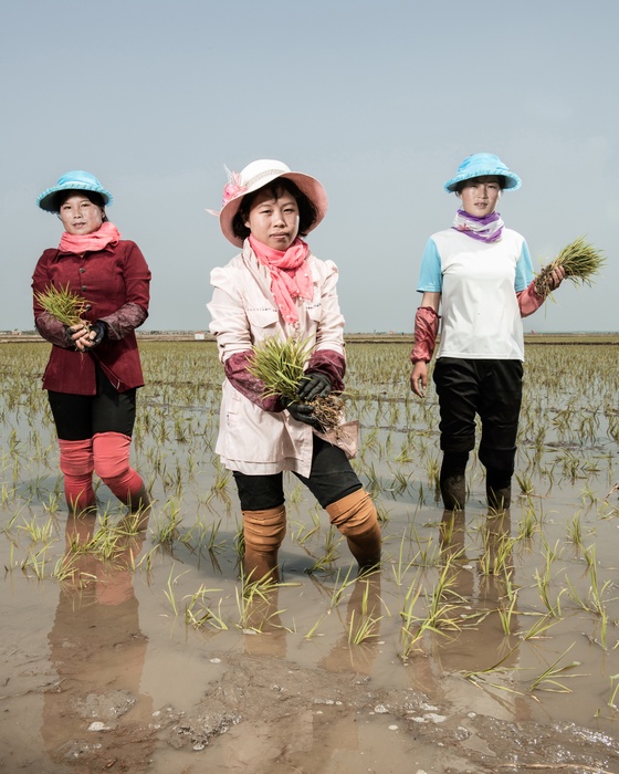 Rice Farmers II