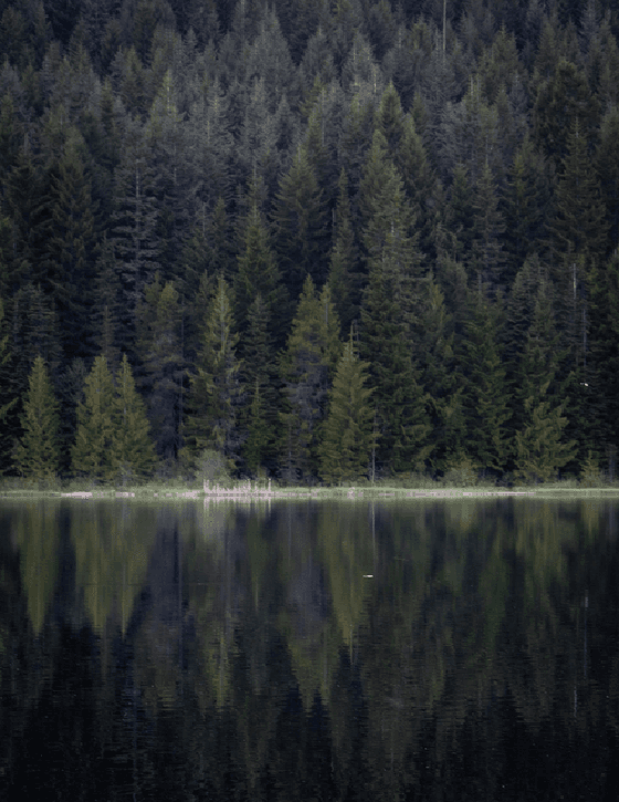Forest Reflections - #16
