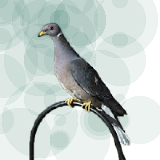 Seamorphus Pigeon #82