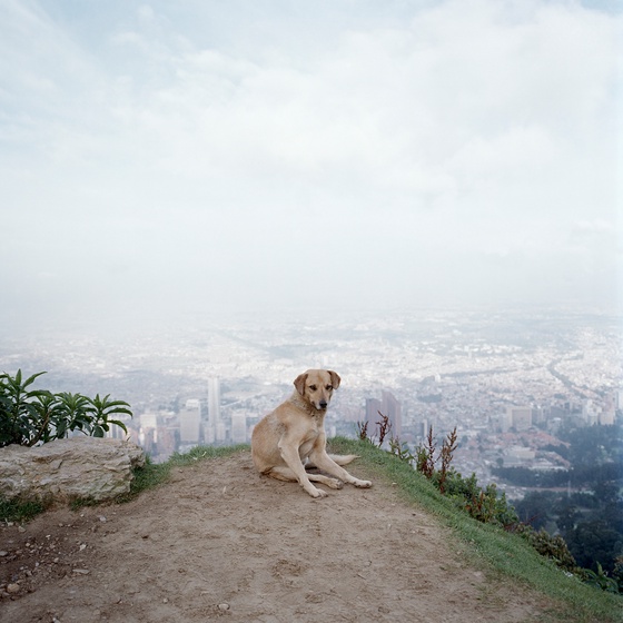 Dog Days, Bogotá #2