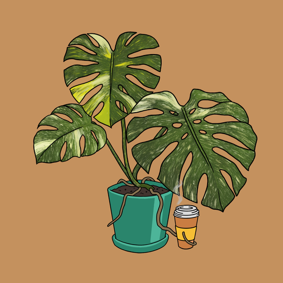 Moody Monstera #17